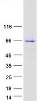 Coomassie blue staining of purified C1orf87 protein
