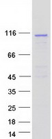 protq8n0w3 fcsk human recombinant protein