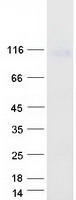 Coomassie blue staining of purified NLGN4X protein