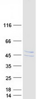 Coomassie blue staining of purified ABRA protein