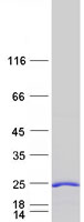 protq8n111 cend1 human recombinant protein