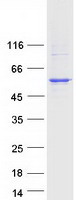 protq8n118 cyp4x1 human recombinant protein