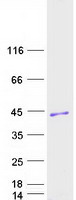protq8n129 cnpy4 human recombinant protein