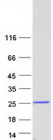 Coomassie blue staining of purified NDUFAF2 protein
