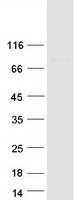 protq8n184 znf567 human recombinant protein