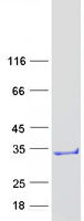 Coomassie blue staining of purified C4orf33 protein
