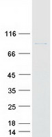 Coomassie blue staining of purified NUP93 protein
