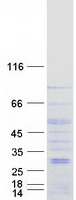 Coomassie blue staining of purified BEST3 protein