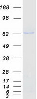 Coomassie blue staining of purified CRYBG2 protein