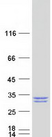 protq8n1q8 them5 human recombinant protein