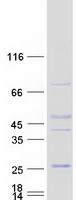 protq8n292 gapt human recombinant protein