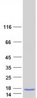 Coomassie blue staining of purified C6orf223 protein