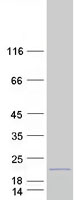 protq8n326 c10orf111 human recombinant protein