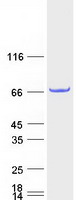 protq8n328 pgbd3 human recombinant protein