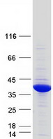 Coomassie blue staining of purified GPD1L protein