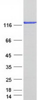 Coomassie blue staining of purified MICALL1 protein