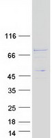 protq8n3j3 c17orf53 human recombinant protein