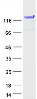protq8n3l3 txlnb human recombinant protein
