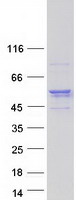 protq8n3r3 c3orf23 tcaim human recombinant protein