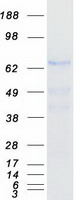 Coomassie blue staining of purified GALNT15 protein