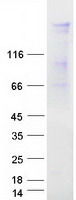 protq8n3x1 fnbp4 human recombinant protein