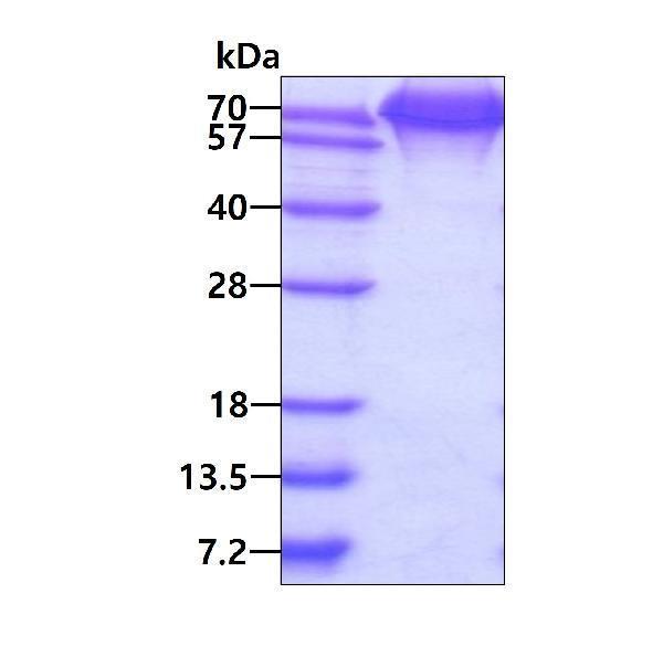 3ug by SDS-PAGE under reducing condition and visualized by coomassie blue stain
