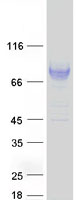 Coomassie blue staining of purified LILRB2 protein