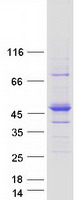 Coomassie blue staining of purified RASGEF1C protein