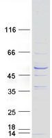 Coomassie blue staining of purified RIBC1 protein