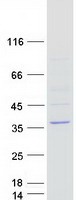protq8n485 lix1 human recombinant protein