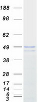 protq8n490 probable hydrolase pnkd pnkd human recombinant protein