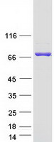 Coomassie blue staining of purified KLHL36 protein