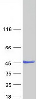Coomassie blue staining of purified ZADH2 protein