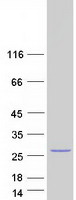 protq8n4q1 mia40 chchd4 human recombinant protein