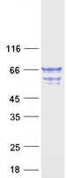 protq8n4u5 tcp11l2 human recombinant protein
