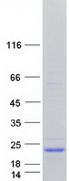 protq8n535 c2orf52 human recombinant protein