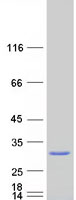 protq8n565 dsu mreg human recombinant protein