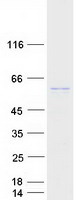 protq8n5g2 maco1 human recombinant protein
