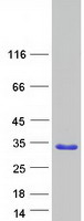 Coomassie blue staining of purified FAM89B protein