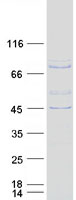 protq8n5h7 nsp3 sh2d3c human recombinant protein