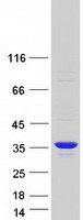 protq8n5i3 kcnrg human recombinant protein