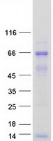 Coomassie blue staining of purified MINDY1 protein