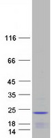 protq8n5l8 c9orf23 rpp25l human recombinant protein