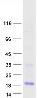 protq8n5w8 fam24b human recombinant protein