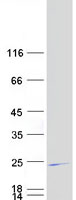 Coomassie blue staining of purified GCET2 protein