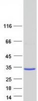 Coomassie blue staining of purified TMEM252 protein