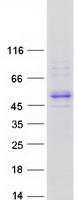 Coomassie blue staining of purified ALLC protein