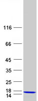 protq8n6n6 gtl3b natd1 human recombinant protein