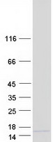 protq8n6v4 c10orf53 human recombinant protein
