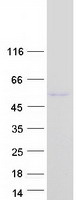protq8n6w0 brunol5 celf5 human recombinant protein